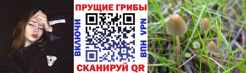Псилоцибиновые грибы MAGIC MUSHROOMS  Рудня 